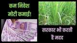 small business idea of lemon grass farming here you know how to earn money this business and make profit in lacs