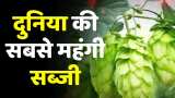 दुनिया की सबसे महंगी सब्जी, Most expensive vegetable, हॉप शूट्स, hop shoots, hop shoots price, Worlds Most expensive vegetables, La Bonnotte Potatoes price, Matsutake Mushrooms price, Wasabi Root price, Yamashita Spinach price, Rs 1 lakh per kg, costlier crop, Vegetable Price, Expensive Vegetables, Zee business news, Latest India news in Hindi