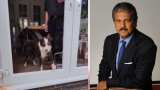 Anand Mahindra Shares Dog Video to explain most valuable skill in business with hilarious dog viral video