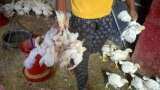 Bird Flu in Maharashtra 100 chickens found dead in Thane poultry farm know latest update