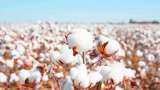 government waive off customs duty on cotton imports export body says it will boost textiles exports 