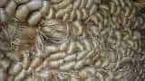 Centre decides to lift the Price Capping of Raw Jute from 20 May; check detail here
