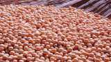 Soybean Price: मांग घटने और सप्लाई बढ़ने से करीब 750 रुपये लुढ़क सकता है सोयाबीन का भाव, ज्यादा तेजी के आसार कम