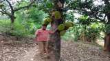 Jackfruit Farming: एक बार 40 हजार लगाकर सालाना कमाएं 7 लाख रुपये, इस तरह करें कटहल की खेती