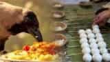 Pitru Paksha 2022 What is Panchabali Bhog or Panchgras during Shradh karma know significance