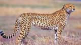Cheetah in India Kuno National Park Why was KNP chosen to bring cheetahs on PM Narendra Modi Birthday