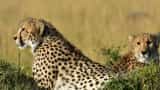 Cheetah in India Before Namibia cheetahs were to be brought from Iran then why deal could not fix