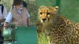 PM Modi with 8 Cheetahs live updates in Madhya Pradesh 8 cheetahs reach kuno national park Project Cheetah MP Kuno park news