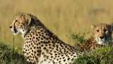 Cheetah Returns How cheetahs were wiped out from India and which animals have become extinct