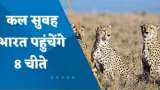 India Cheetah Project: नामीबिया से जल्द भारत पहुंचेंगे 8 चीते, PM मोदी के जन्मदिन पर देश को मिलेगा तोहफा
