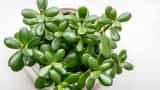 crassula plant or jade plant can make you crorepati know benefits according to astrology