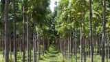 mahogany farming you can become crorepati in 12 years by cultivating this tree