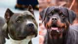 Kanpur dogs rule KMC proposes ban on rearing of Pitbull, Rottweiler dog breeds violation will be fined and dogs will be confiscated