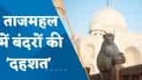 Taj Mahal: ताजमहल में बंदरों से रहें सावधान, कई सैलानियों पर हमला कर चुके हैं बंदर
