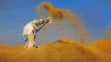 Wheat stock above 11 percent buffer standard, paddy more than doubled