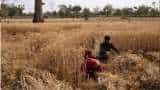दिवाली से पहले किसानों को मिल सकता है बड़ा तोहफा, 9% तक बढ़ सकती है रबी फसलों की MSP