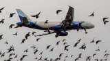 Why bird hit is so dangerous for on board flight know What happens if a bird hits a plane