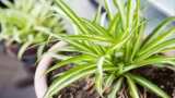 Spider plant attracts money good luck vastu tips how to become crorepati know rules and more benefits