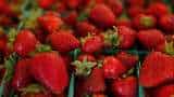 Strawberry farming makes you millionaire soon Bihar farmer earns over rs 7 lakh strawberry ki kheti