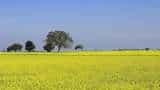 agriculture farmers to protect mustard crop from disease follow these step