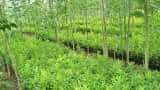 business idea cultivate white sandalwood farming to earn crores check details