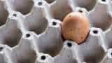 eggs to become costlier as global shortage poses threat india increases export to qatar for FIFA World cup