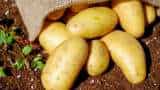 potato farming UP padmashri awarded farmer ram saran verma produces recordbreaking potatoes