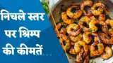 4 साल के निचले स्तर तक पहुंचे Shrimp के भाव, किन शेयरों पर होगा असर?