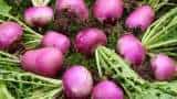 Farmers cultivate turnip 