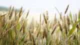 Wheat sowing up 3 percent so far this rabi season at 286-5 lakh hectare oilseeds area up 8 percent
