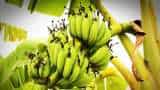 banana farming start organic banana cultivation and earn over rs 15 lakhs