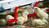 poultry industry news: Department of Animal Husbandry and Dairying released new guidelines for broiler production, check company and farmer's roles and other
