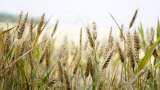 Wheat sowing up nearly 1 percent so far this rabi season at 332-16 lakh hectare