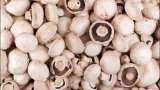agriculture start Mushroom Cultivation with low investment and earn more mushroom ke kheti