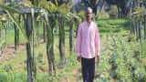 Dragon fruit farming changed life of this farmer earns more with natural farming of dragon fruit