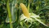 success story haryana fatehabad farmer start sweet corn cultivation and earns in lakh