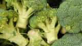 Broccoli ki kheti Cultivate broccoli scientifically get bumper production and earn more
