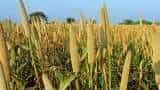 farmers increase income with millets cultivation Bihar government made a special plan