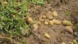 Potato Cultivation cpri developes new variety of potato kufri kiran