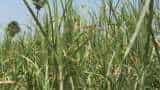Start Napier grass Elephant Grass cultivation and earns up to rs 1 lakh
