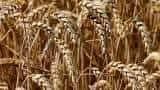 Government sets up committee to monitor impact of rise in temp on wheat crop