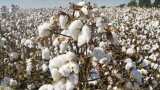 notification issued for approval of Quality Control Order for cotton bales know details