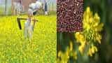 Government can purchase mustards from farmers before stipulated time can increase limits