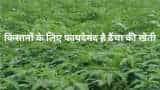 Daincha farming dhaincha green manure crop will increase farmers income haryana govt will bear 80 percent of the cost check details