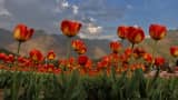 Asia largest tulip garden will open for common people in Kashmir from March 19 around 1 5 million tulips of different colors will be present