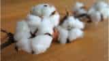 Cotton Price today government focused on cotton prices in mandi as wheather poses risks QCOs for polyester and cotton