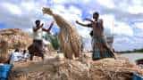 cabinet hikes minimum support price msp of jute price hike by rs 300 per quintal