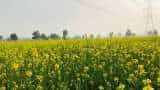 good new for farmers rabi crops procurement starts in madhya pradesh from 25 March check details