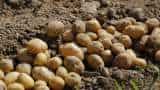 good news for farmers PepsiCo launches crop intelligence model for potato farmers