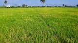 Punjab govt sets up panel for alternative crops to paddy to save water